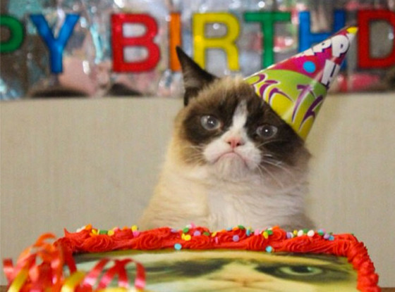 Grumpy Cat, Instagram Grumpy Cat, Instagram